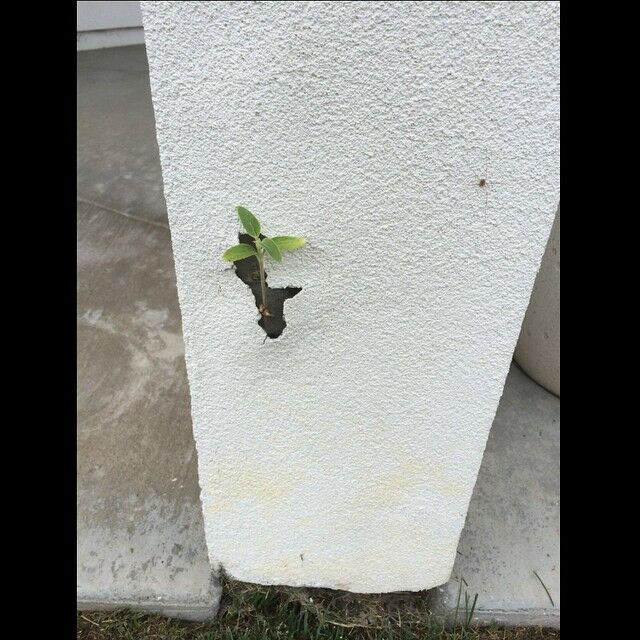 I thought mold and fungus was the only thing that could grow under stucco. #whatsbehindyourstucco #stuccorepair #stuccoandmold